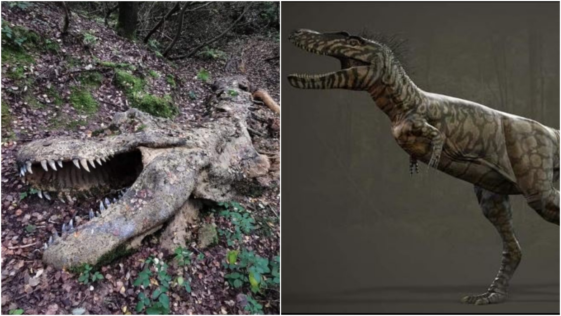 Images of the best-preserved dinosaur fossils? Find out the facts