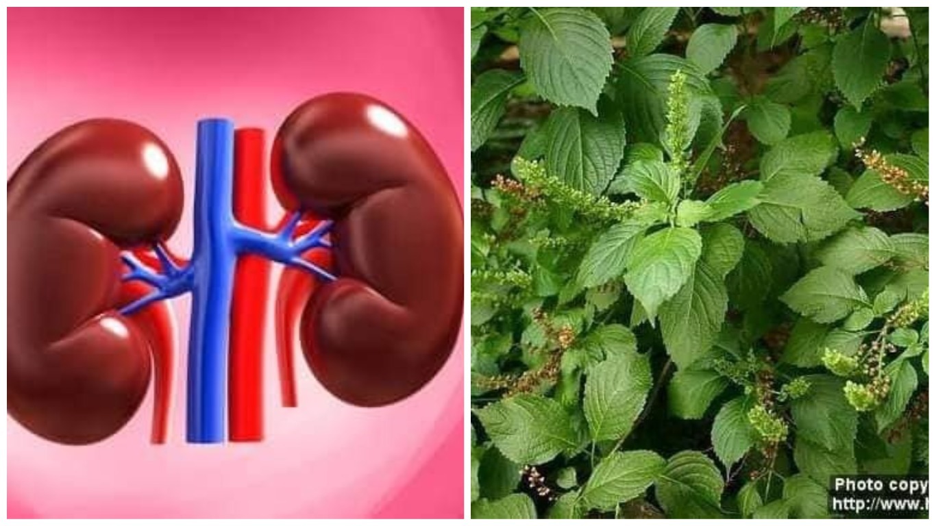 It is NOT advisable to rely on this Scent Leaf treatment for Kidney