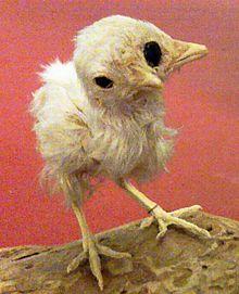 https://upload.wikimedia.org/wikipedia/commons/thumb/4/42/A_stuffed_chick_with_two_beaks_and_three_eyes.jpg/220px-A_stuffed_chick_with_two_beaks_and_three_eyes.jpg