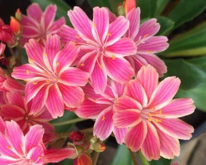 Lewisia cotyledon